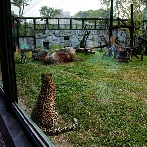 Leopard new exhibit