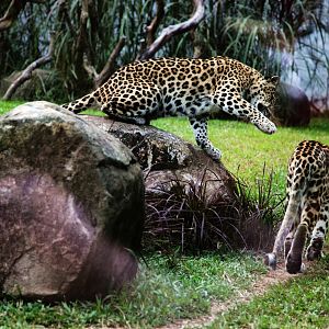 Leopards in play