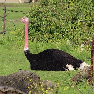 Red-Necked Ostrich