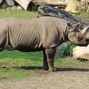 Eastern Black Rhinoceros