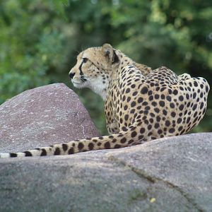 Southern Cheetah