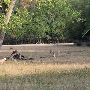 Hoofstock Paddock Part 1