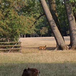 Hoofstock Paddock Part 2