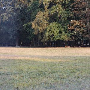 Hoofstock Paddock Part 5