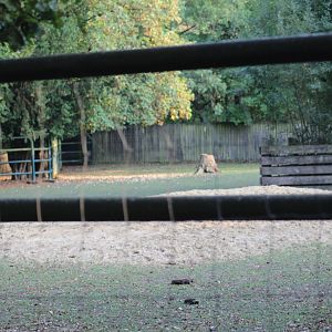 Wisent Paddock Part 1