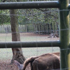 Wisent Paddock Part 2