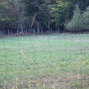 Western Roe Deer Paddock