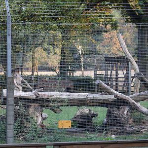 Northern Raccoon & American Mink Enclosure