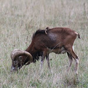 European Mouflon