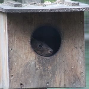 European Pine Marten