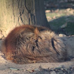 European Red Fox