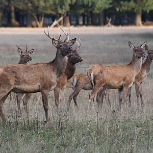 Carpathian Red Deer