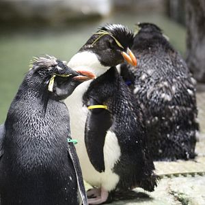 Possible Eastern Rockhopper Penguin