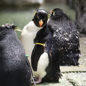 Possible Eastern Rockhopper Penguin