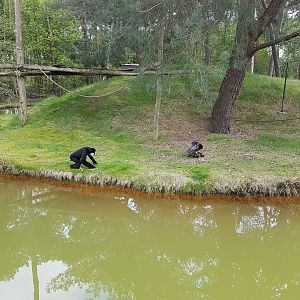 White-cheeked gibbon island