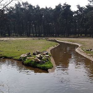 New Ostrich - Red forest buffalo drive-through enclosure