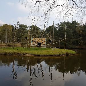 Black-and-white rufted lemur island