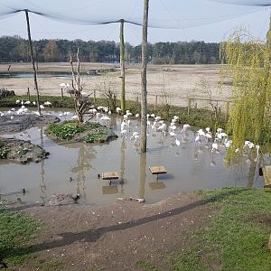 African wader - Flamingo aviary