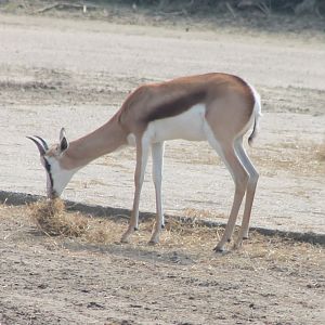 Springbok