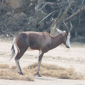 Blesbok