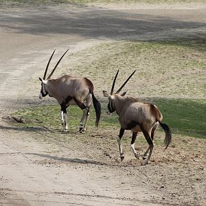 Gemsboks