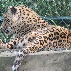 Persian leopard