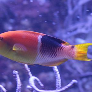 Gold saddle hogfish - Bodianus atrolumbus