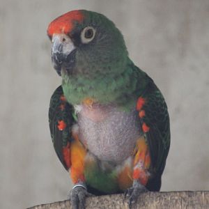Jardine's parrot