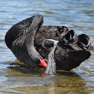 Black swan preening.