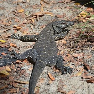 Gould's Goanna, sunning.