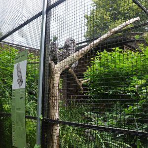 Great Grey Owl Aviary at Clères, 16/06/18