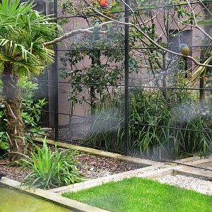 Aviary with Scarlet-headed Blackbirds and Motmots at Clères, 16/06/18
