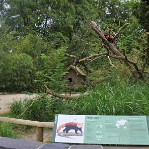 Red Panda Enclosure at Clères, 16/06/18