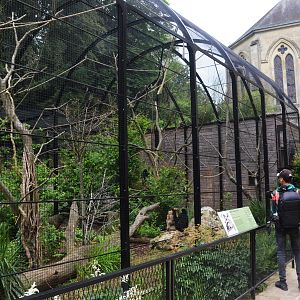 Buff-cheeked Gibbon Enclosure at Clères, 16/06/18