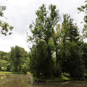 Northern White-cheeked Gibbon Island at Clères, 16/06/18