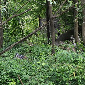 Ring-tailed Lemurs at Clères, 16/06/18