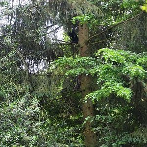 Northern White-cheeked Gibbons at Clères, 16/06/18