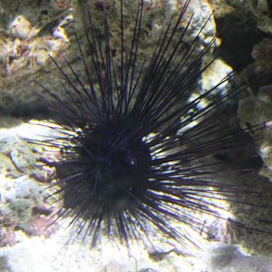 Long-spined sea-urchin