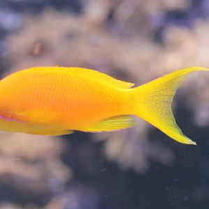 Sea goldie - Pseudanthias squamipinnis