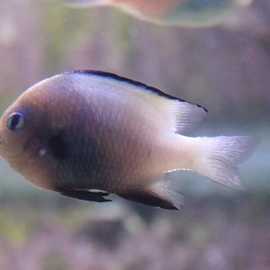 Marginate dascyllus - Dascyllus marginatus