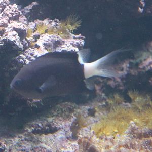 Chromis bicolor