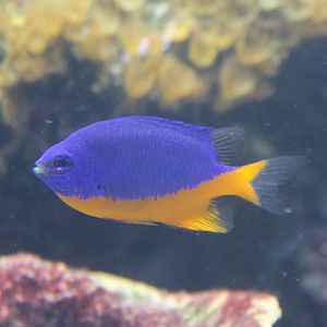 Chrysiptera hemicyanea