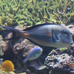 Acanthurus sohal
