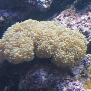 Soft coral species