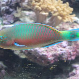 Quoyi parrotfish