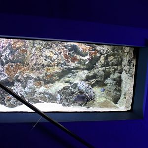 Aquarium in the escalator-wall