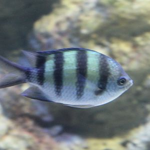 Sergeant major ( aka Pintano ) - Abudefduf saxatilis