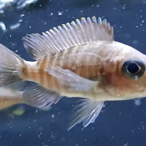 Aulanocara kribensis