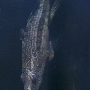 Fish ID