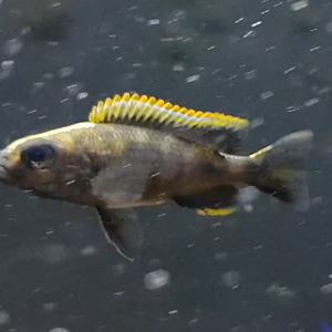 Otopharynx lithobates